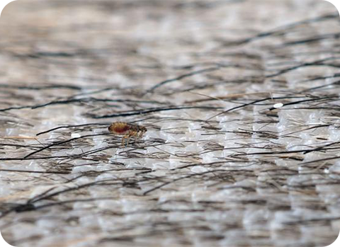 Ein Floh im Fell eines Hundes oder eine Katze kann gefährliche Krankheiten übertragen.