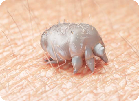 Milben können bei Hund und Katze z.B. Räude auslösen.