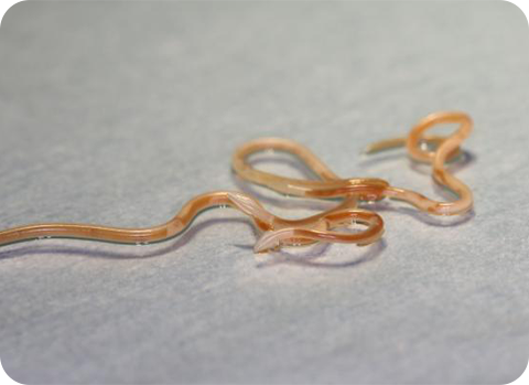 Würmer können bei Hund und Katze gefährliche Krankheiten hervorrufen und sollten umgehend behandelt werden.