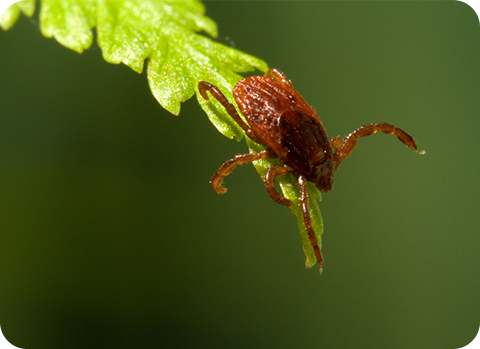 Eine Zecke, die auf einem grünen Blatt sitzt und auf ihren Wirt lauert.