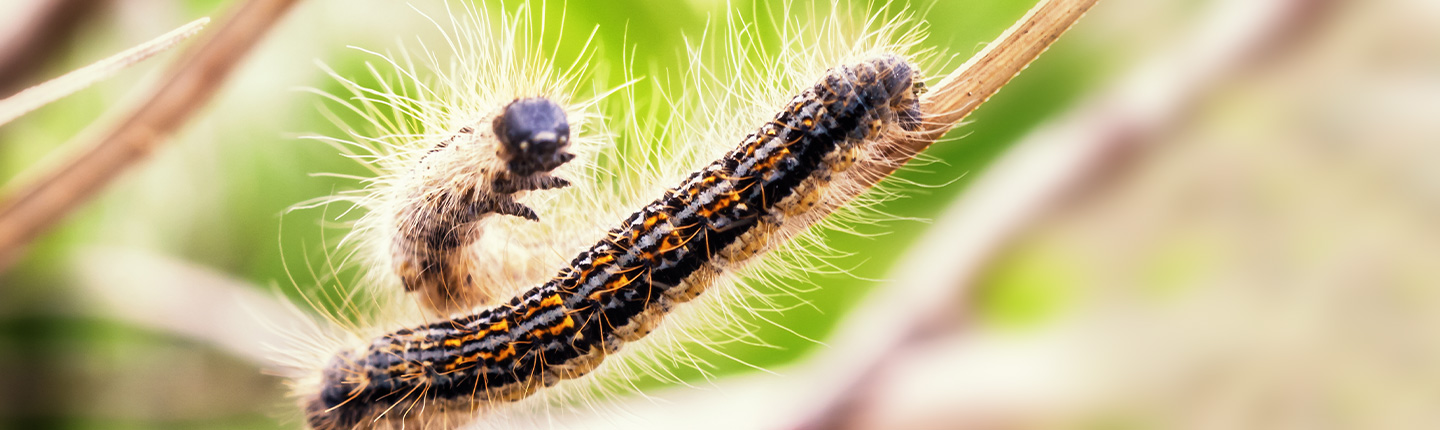 Das Foto eines Eichenprozessionsspinners auf einem Baum.