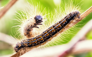 Das Foto eines Eichenprozessionsspinners auf einem Ast.