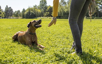 Ein brauner Hund, der auf einer Wiese liegen bleibt.