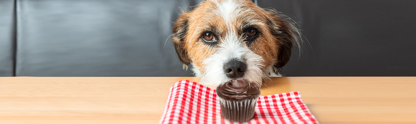 Hund Schokolade gefressen - was tun