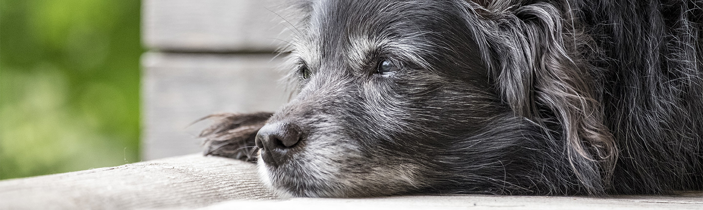 Alte Hunde - was beachten