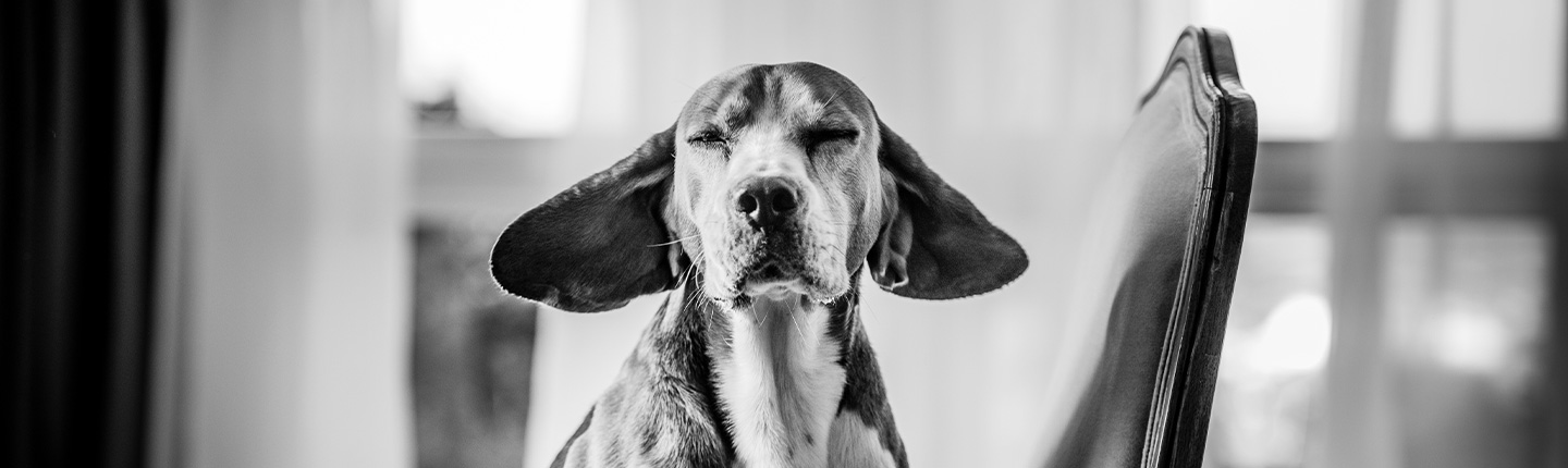 Hundesprache verstehen