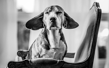 Hundesprache verstehen