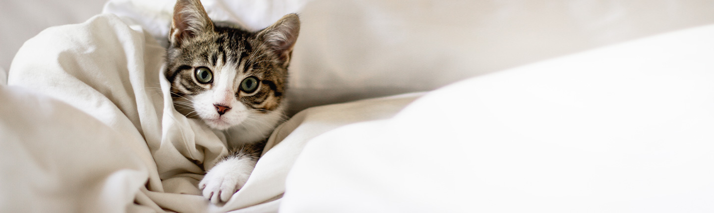 Was tun bei Katzenschnupfen