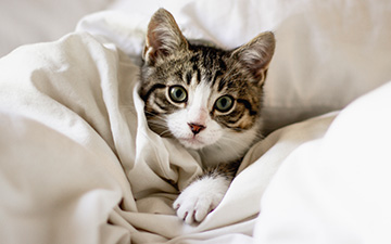 Ist Katzenschnupfen tödlich?