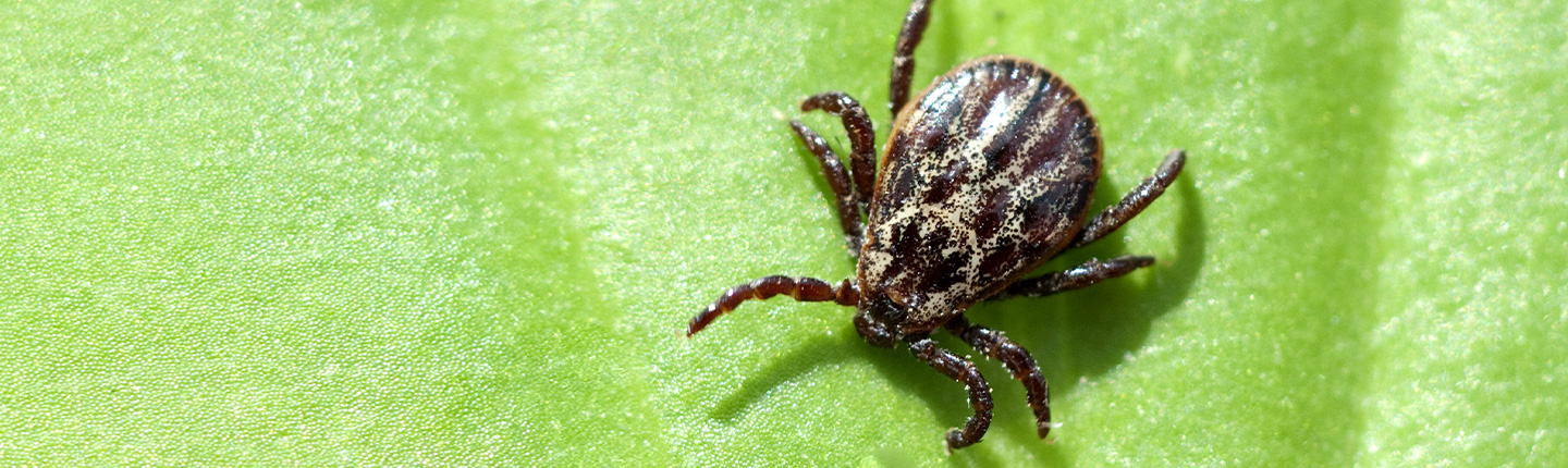 natürliche Mittel gegen Zecken und Flöhe