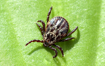 natürliche Mittel gegen Zecken und Flöhe