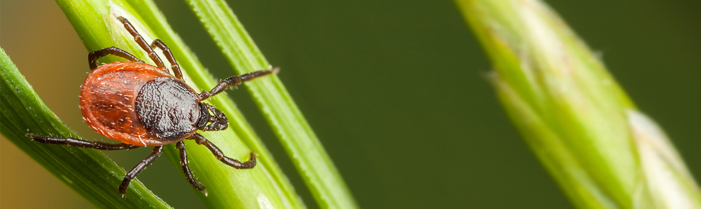 Eine Zecke, die auf einem Grashalm sitzt.