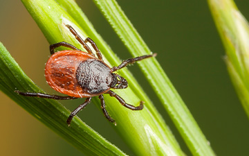 Eine Zecke, die auf einem Grashalm lauert.