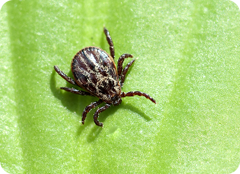 Die Auwaldzecke lauert auf ihre Beute und kann bei Hunden die Hundemalaria auslösen.
