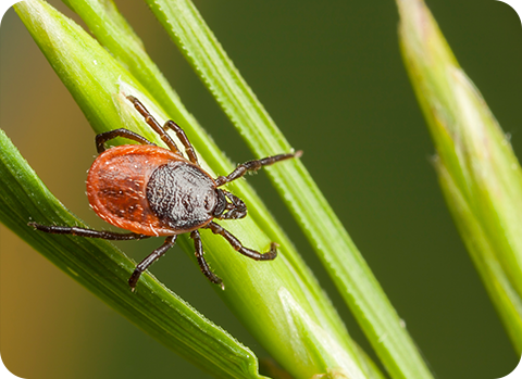 Der Gemeine Holzbock ist eine Zeckenart, die auf ihre Opfer wie Hund und Katze lauert, um Blut zu saugen.