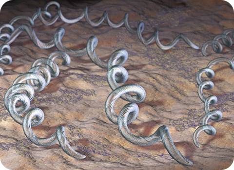 Borreliose, ausgelöst durch Borrelien, ist die häufigste Zeckenkrankheit bei Hunden und kann zu Appetitlosigkeit, Fieber und Lahmheit führen.