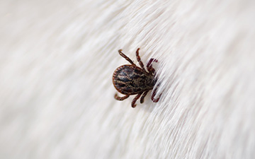 Schon ein Zeckenstich reicht aus, um Borreliose auf den Hund zu übertragen. Was tun bei Borreliose beim Hund und wie Borreliose bei Hunden erkennen?
