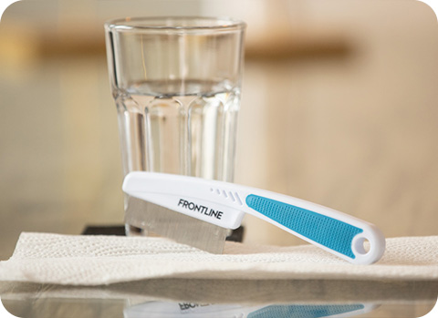 Hat mein Hund oder meine Katze Flöhe? Die Flohkammprobe liefert einen ersten Hinweis.