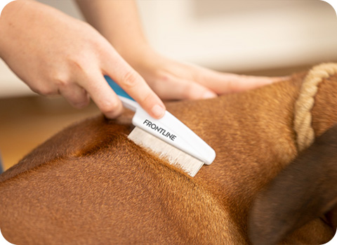 Flöhe können sich rasend schnell im kompletten Haus ausbreiten. Daher ist es wichtig, einen Flohbefall schnell zu erkennen.