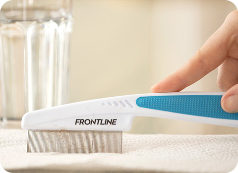 Den Flohkamm auf einem weißen Küchentuch ausklopfen, um einen Flohbefall durch den im Fell enthaltenen Flohkot zu erkennen.