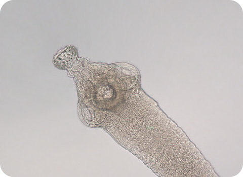 Ein Flohbefall kann immer auch mit einem Bandwurm oder Gurkenkernbandwurm einhergehen. Daher ist eine Entwurmung bei einem Flohbefall essentiell.