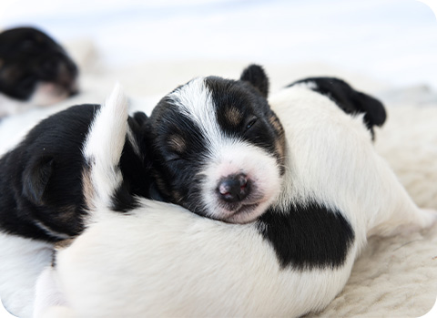 Bei starkem Flohbefall können Welpen sogar mit Blutarmut zu kämpfen haben. Frontline Spray eignet sich bei Welpen und Kitten bereits ab dem ersten Tag.
