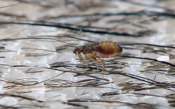 Hund und Katze können bei einem Flohbefall eine Allergie gegen den Speichel von Flöhen entwickeln. Das nennt man Flohspeichel-Allergie.