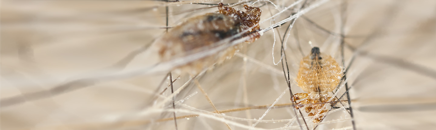 Haarlinge bei Hund und Katze erkennen und erfolgreich behandeln - mit Frontline.