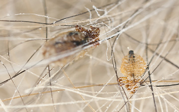 Haarlinge können bei Hund und Katze Juckreiz und allergische Hautreaktionen hervorrufen. Doch welches Mittel hilft gegen Haarlinge?