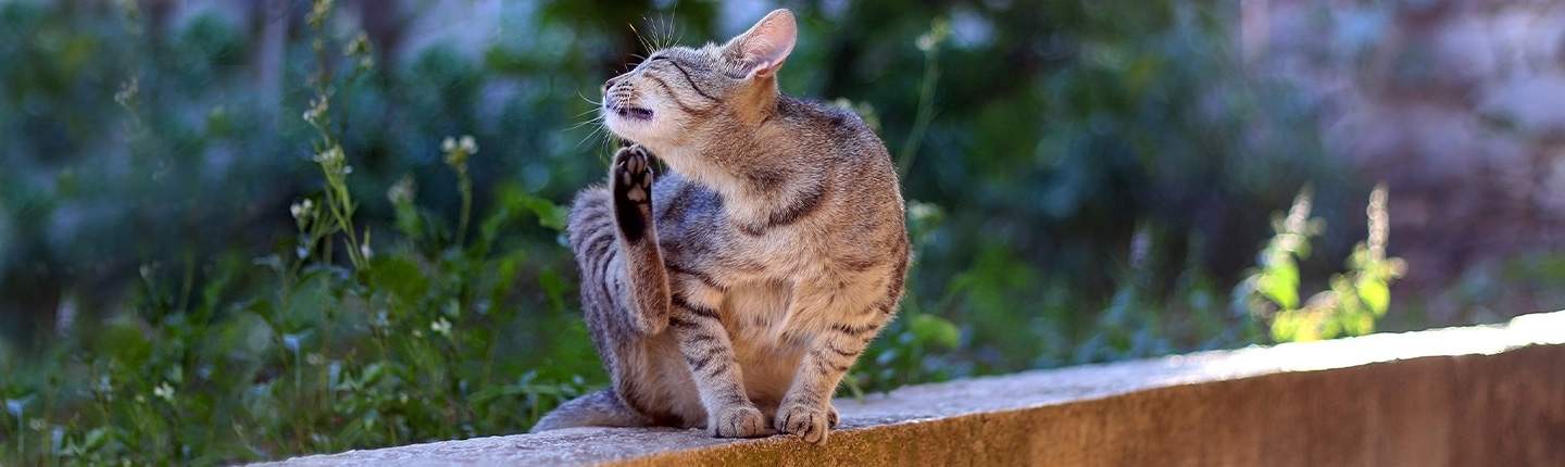 Haarlinge sind oft schwer zu erkennen und können bei Katzen Juckreiz und Hautreizungen hervorrufen.