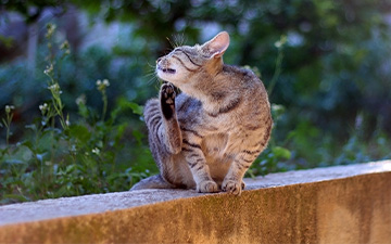 Haarlinge können bei Katzen Bandwürmer, so den Gurkenkernbandwurm, übertragen und führen meist zu häufigem Kratzen und Beißen.