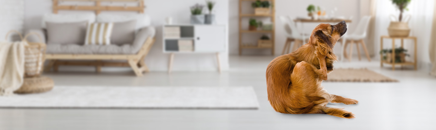 Haarlinge beim Hund ernähren sich von Hautschuppen und Haaren im Hundefell.