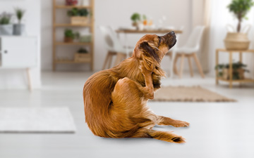 Haarlinge beim Hund erkennen und behandeln: welches Mittel hilft gegen Haarlinge beim Hund?