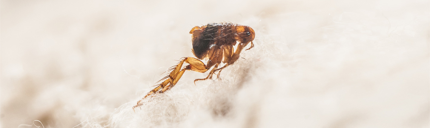 Ein Floh im Fell eines Tieres - auch Flöhe können Infektionskrankheiten bei Hund und Katze auslösen.