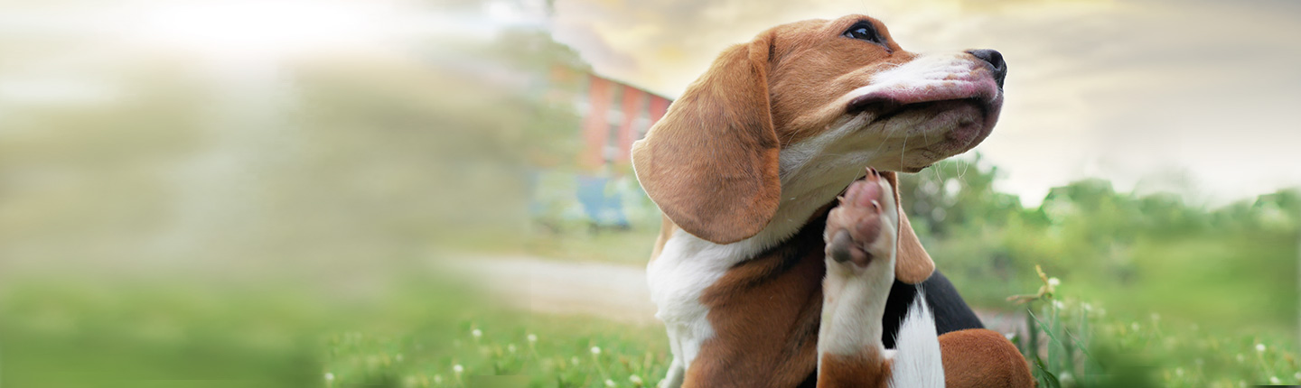 Ein Hund, der sich aufgrund eines Flohbefalls kratzt.