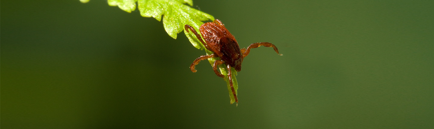 Eine Zecke, die auf einem grünen Blatt sitzt und auf ihre Beute, Hund und Katze, lauert.