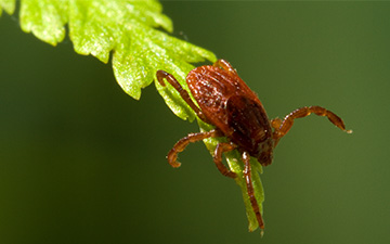 Eine braune Hundezecke, die auf einem Grashalm auf ihr Opfer, einen Hund oder eine Katze, wartet.