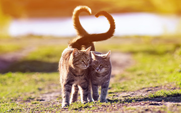 Zecken mit Frontline gegen Zecken, Zeckenstiche und somit übertragbare Krankheiten schützen.