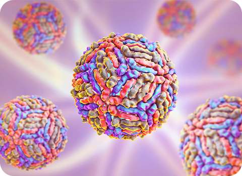 Die Erreger des West-Nil-Virus unter dem Mikroskop: Das West-Nil-Virus wird über Vögel und Stechmücken übertragen.
