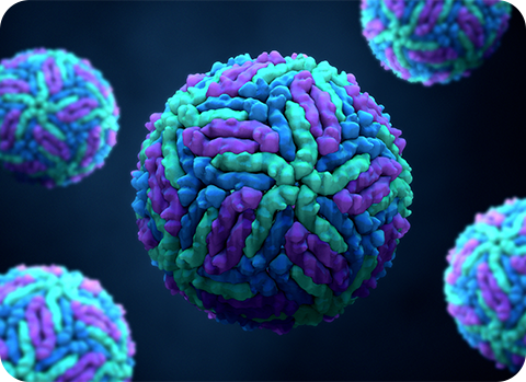 Die Erreger des Zika-Virus unter dem Mikroskop: Der Zika-Virus kann vor allem auf Reisen gefährlich werden.