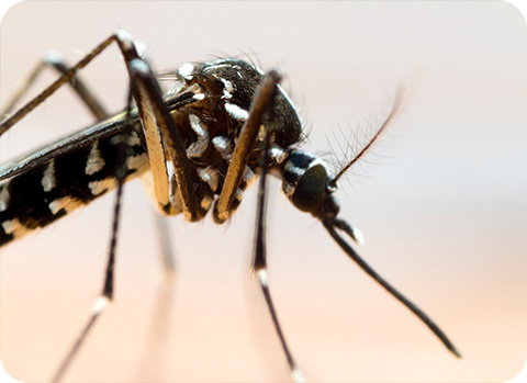 Die Asiatische Tigermücke kann für Hunde gefährlich werden und kommt in Deutschland mehr und mehr vor.