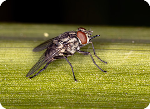 Auch die Gemeine Stechfliege saugt bei Hunden Blut - ein Stich kann vor allem starken Juckreiz auslösen und den Hund irritieren.