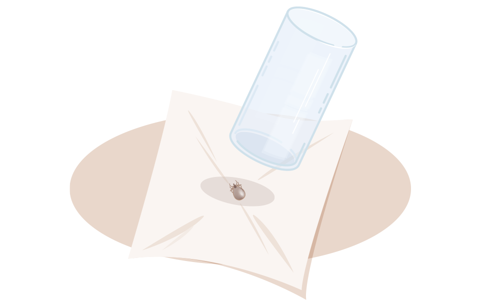 Zecken sollten nach dem Entfernen unschädlich gemacht werden, z.B. durch ein Bad in Alkohol.