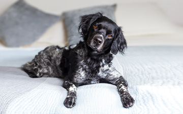 Die häufigsten Fragen und Antworten zum Nr. 1 Zeckenmittel Frontline für Hunde und Katzen.