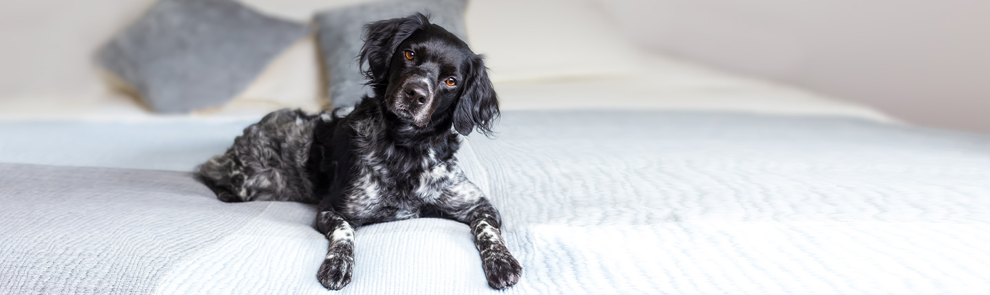 Häufige Fragen und Antworten zum Zeckenmittel Frontline.