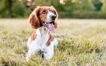 Zeckenschutz Frontline für Hunde jeder kg-Größe.