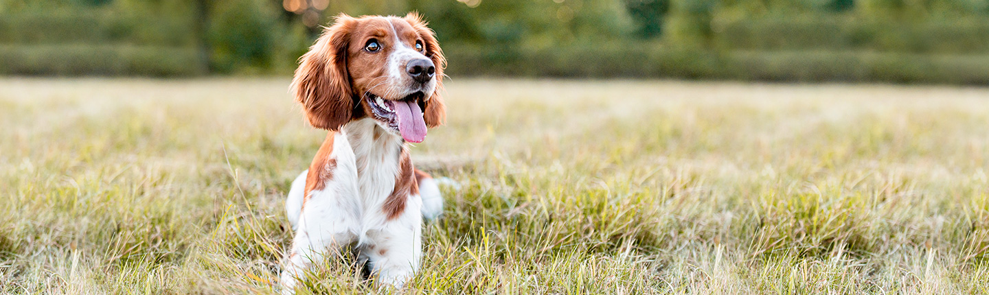 Frontline, das Zeckenmittel für Hunde, direkt online und ohne Gang zum Tierarzt.