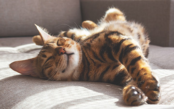 Als Zeckenschutz eignet sich das Zeckenmittel Frontline für Katzen.