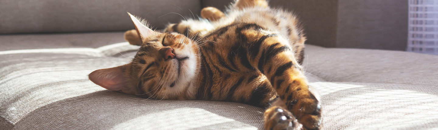 Frontline ist der Zeckenschutz für Katzen und kann als Spot-on einfach aufgetragen werden.