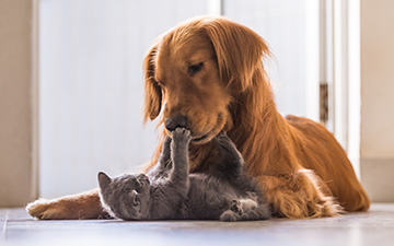 Den Zeckenschutz Frontline gibt es für Hunde und Katzen.